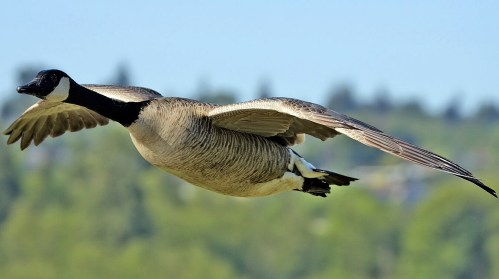 Canada_goose_flight_cropped_and_NR