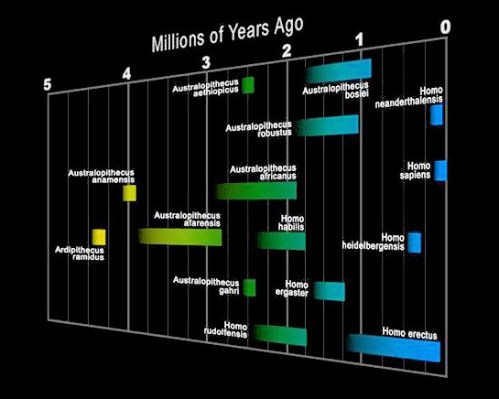 HumanEvolutionChart